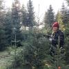 Bio-Baum an Weihnachten? Diese Vorteile hat der Kunde