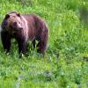 Ein Grizzlybär in der freien Natur. (Archivbild)