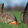 Nicht überall auf der Welt gibt es einen Osterhasen.