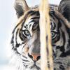 Er lag friedlich in seinem Gehege im Zoo: Der zwölf Jahre alte Tiger Jacques.