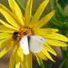 Ein Schmetterling und eine Bienen suchen die Silphie-Blüten auf. 