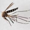Die Asiatische Buschmücke gilt als Überträger des West-Nil-Fiebers. Das Centrum für Reisemedizin rät, sich mit einem DEET-Mittel vor den Mücken zu schützen.