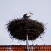 Auf dem Haupthaus der Alten Brauerei in Mertingen hat sich seit Längerem ein Storchennest etabliert. Dort wird auch heuer gebrütet.