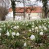 Im Frühling blühen im Dinkelscherber Rathausgarten Märzenbecher - doch wie lange noch?
