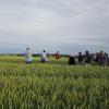 70 Teilnehmerinnen und Teilnehmer informierten sich auf den Feldern von Hans-Jürgen Erhard aus Hörmannsberg über den Weizenversuch.
