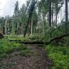 In diesem Waldstück bei Illertissen hat der Gewittersturm ganze Arbeit geleistet. Bäume wurden umgeworfen, gebrochen und der Waldweg blockiert: Viel Arbeit für Förster und Waldarbeiter.
