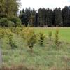 Die Gemeinde Windach hat Flächen im Waldgebiet Ochsenweide bei Dürrhansl gekauft. Förster Brem schlägt vor diese aufzuwerten und für das Ökokonto zu verwenden. Aufforstung wie hier auf dem Bild wäre eine Möglichkeit. 