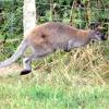 Ein Känguru hüpft derzeit durch den Landkreis Freising. Die Polizei sucht das Tier und bittet um Hinweise. 