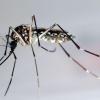 Die Ägyptische Tigermücke ist genau so wie die Asiatische Tigermücke ein Überträger des Dengue-Fieber. Wer nach Thailand reist, sollte sich konsequent vor Moskitos schützen.