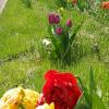 Wenn die Tulpen verblüht sind, bleibt der Streifen eine grüne Rasenfläche. 