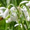 Schneeglöckchen gibt es heuer schon seit einiger Zeit. Mit mehrstündigem Sonnenschein zum Wochenanfang beginnt nun auch ein reger Flugverkehr erster Bienen. Ist das schon der Start für den ersehnten Frühling? Das Foto sandte uns unser Leser Willhart Reitz. Er hat es am gestrigen Montag in seinem Garten in Adelsried aufgenommen.