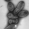 Eine Aufnahme zeigt das Pestbakterium Yersinia pestis. Verheerende Pest-Epidemien suchten die Menschheit vom frühen Mittelalter bis ins 20. Jahrhundert heim.