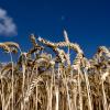 Die Ukraine und Russland sind wichtige Lieferanten von Weizen. Der Krieg im Osten Europas bedroht die Versorgungslage.