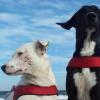 Daisy (links) und Diego waren zwei fröhliche Hunde. Doch nun erwischten sie beim Spaziergang auf Meringer Flur vergiftete Fleischköder.
