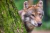 Naturschützer heißen den Wolf willkommen. Doch in Bayern gibt es heftige Widerstände aus der Almwirtschaft.