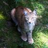 Im Nationalpark Bayerischer Wald gibt es neue Luchs-Babys. 