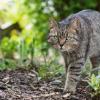 Dass eine Katze immer wieder im eigenen Garten auftaucht ist normal - sie muss deshalb nicht herrenlos sein. 