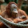 Mehr als 30 Tiere, darunter diese Orang-Utans, starben beim Brand im Zoo Krefeld.