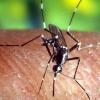 Mückenstiche setzen Menschen in der Region immer heftiger zu. Tatsächlich unterscheiden Mücken zwischen dem Geruch der Haut. Mückenstiche bekämpft man am besten mit Homöopathie.