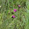 Bunt und gar nicht mager: Die Wiese am Badersteg in Thierhaupten im Juni.