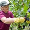 In Nordbayern ist die Weinlese gerade in vollem Gange. Die Winzerin Margarete Pfister schneidet im Weinberg bei Retzstadt Trauben der Sorte Spätburgunder vom Stock.