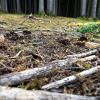 Trockenes Totholz kann dazu beitragen, dass sich Waldbrände schnell ausbreiten.