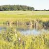 Am Igelbach bei Schafhausen (Gemeinde Sielenbach) befindet sich ein kleiner Weiher. Durch die Renaturierung der Feuchtfläche können sich auf der Wiese Blumen und Pflanzen frei entfalten. 