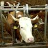 Die Rinderseuche Bovine Herpes-Virus 1 ist im Landkreis festgestellt worden. Die eigentlich als ausgemerzt geltende Krankheit bei Rindern ist in drei Betrieben in Alerheim und Balgheim aufgetreten. Rund 360 Tiere müssen getötet werden. 