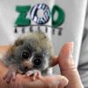 Plumplori Nachwuchs im Zoo Augsburg Augsburger Zoo
Plumploi-Junges mit 45 Gramm Gewicht Handaufzucht
Foto: Fred Schöllhorn