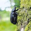 Erhält meterhohen Krabbelschutzzaun: Stuttgarter Juchtenkäfer. 