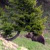 Mitte Mai 2006 sichtet ein Hüttenwirt den Braunbären erstmals bei  Reutte im Tiroler Lechtal. Zuvor hatte Bruno bereits in Vorarlberg Schafe gerissen.