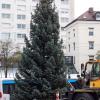 Auch in diesem Jahr möchte die Arge Oberhausen wieder einen stattlichen Weihnachtsbaum auf dem Helmut-Haller-Platz aufstellen.
