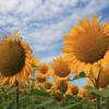 Sonnenblumen so weit das Auge reicht. wir suchen die schönsten Fotos von diesen Sommerblühern. 