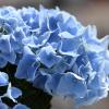 Prachtvoll, aber pflegeintensiv: Gerade blaue Hortensien benötigen kalkarme Hortensienerde und blauen Hortensiendünger.