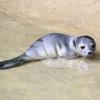 Im Augsburger Zoo ist Mitte Juli ein Seehund-Baby zur Welt gekommen.