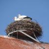 Hoch oben auf dem Dach der St. Johannes-Baptist-Kirche in Gennach residiert auch heuer wieder ein Storchenpaar. Ob es wohl schon den Nachwuchs ausbrütet? 