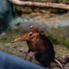 Ein Rotschulter-Rüsselhündchen im Tierpark Hellabrunn.