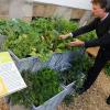 Peter Proebstle, Stellvertreter und Bereichsleiter Forsten beim Amt für Ernährung, Landwirtschaft und Forsten, kontrolliert in einem Schaugarten für "Urban Gardening" die Pflanzen.