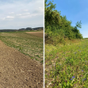 Die Blühfläche an der Station in Sielenbach wurde vor der Maßnahme als Acker genutzt (links). Inzwischen wurde dort mit Regio-Saatgut ein artenreicher Feldrain mit vielen Kräutern angesät.