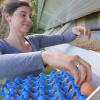 Melanie Winkler holt an diesem Tag die Eier aus dem mit Dinkelspreu gefüllten Nest. Auf dem Hof werden sie sortiert. 