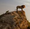 Das Löwenjunge Simba kann es kaum erwarten, seinem Vater Mufasa als König der Löwen nachzufolgen. 