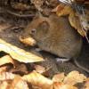 Mäuse sind der Grund dafür, dass in Deutschland die Infektionen mit Hantaviren in die Höhe geschnellt sind. Eine Frau aus dem Kreis Donau-Ries starb an dem Virus.