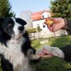 Bekannte Methode aus dem Hundetraining: der Clicker.