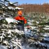 Das waren Zeiten an Weihnachten 2010: Rudolf Buchner vom gleichnamigen Christbaumhandel in Fischach bei seinen verschneiten Bäumen.