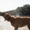 Ein schnelles Bad im See tut gut: Mit nassem Fell herumlaufen sollten Hunde aber nicht allzu lange.