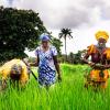 Landwirtschaft zu betreiben im Senegal bedeutete meist harte Handarbeit, wie hier auf einem Reisfeld im Senegal. Die Entwicklungsarbeit der Maschinenringe hat das grundlegend verändert und wird nun mit Millionen vom Freistaat unterstützt. 