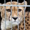 Können Geparden bald nur noch im Zoo überleben? dpa