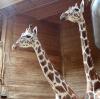 Seit vergangener Woche gibt es im Zoo wieder drei Giraffen. Der jüngste Zugang, Gaya (links), ist noch von den anderen beiden Tieren getrennt. Sie müssen sich erst beschnuppern.