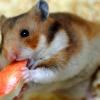 Hamster immer allein im Käfig halten