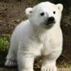 In Toronto starben jetzt gleich drei Eisbären-Babys. Auch um Eisbär Knut aus dem Berliner Zoo trauerten viele Fans. 